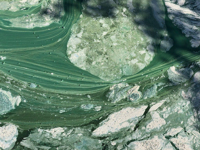 Blue green algae